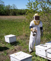 Подготовка пчелиных семей